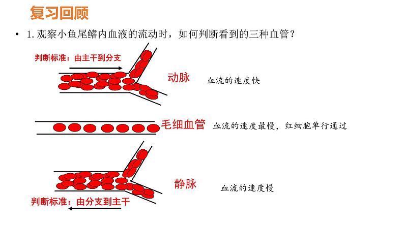 人教版七年级生物下册----4.4.3 输送血液的泵——心脏课件PPT02