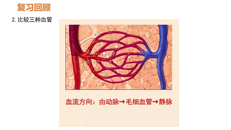 人教版七年级生物下册----4.4.3 输送血液的泵——心脏课件PPT04