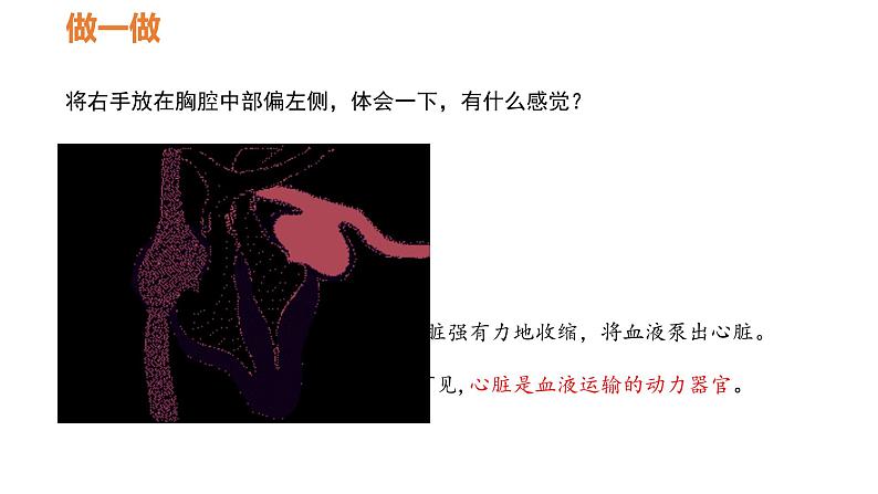 人教版七年级生物下册----4.4.3 输送血液的泵——心脏课件PPT05