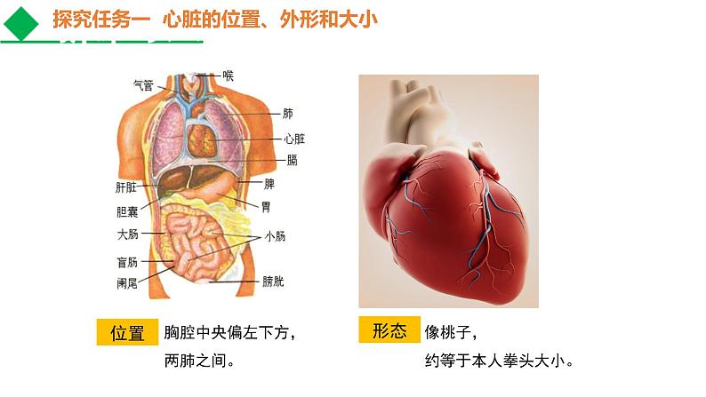 人教版七年级生物下册----4.4.3 输送血液的泵——心脏课件PPT07