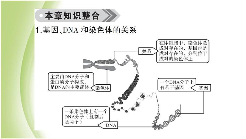 八年级生物下册第七单元生物圈中生命的延续和发展第二章生物的遗传和变异总结训练作业课件新人教版03