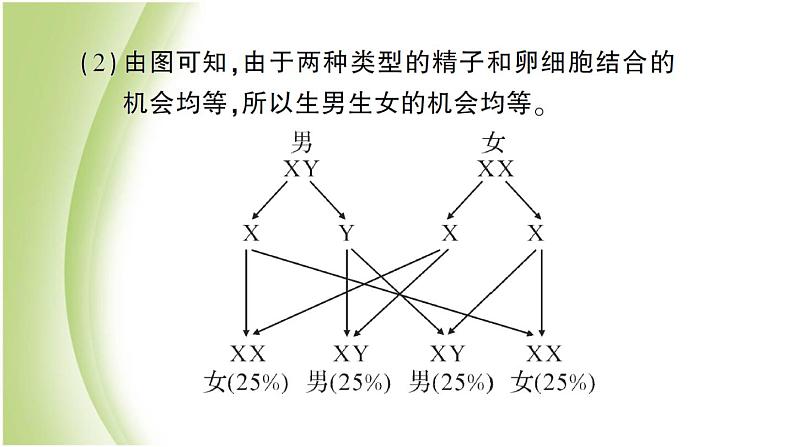 八年级生物下册第七单元生物圈中生命的延续和发展第二章生物的遗传和变异总结训练作业课件新人教版08