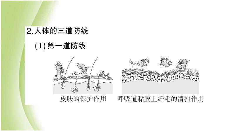 八年级生物下册第八单元健康生活第一章传染病和免疫总结训练作业课件新人教版06