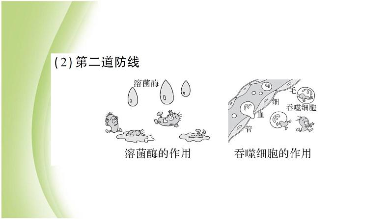 八年级生物下册第八单元健康生活第一章传染病和免疫总结训练作业课件新人教版07