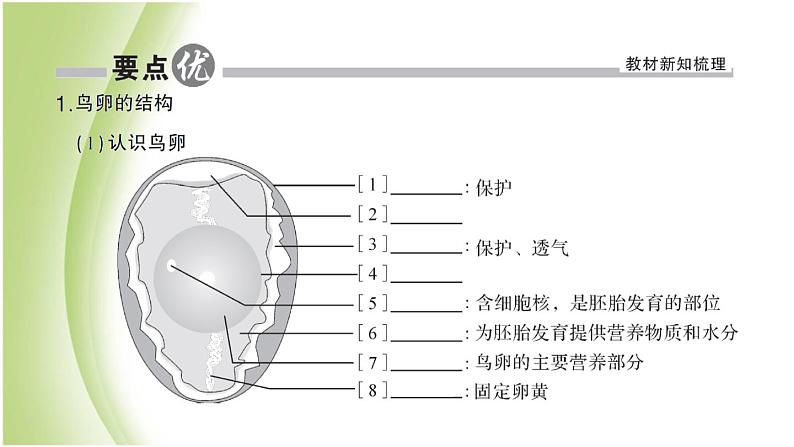 八年级生物下册第七单元生物圈中生命的延续和发展第一章生物的生殖和发育第四节鸟的生殖和发育作业课件新人教版第2页