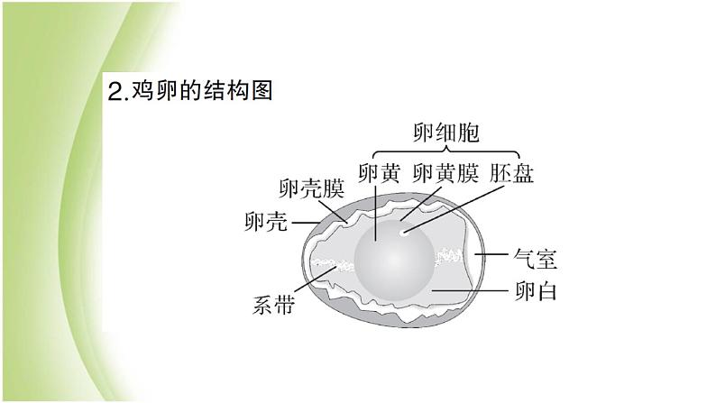 八年级生物下册第七单元生物圈中生命的延续和发展第一章生物的生殖和发育总结训练作业课件新人教版第6页