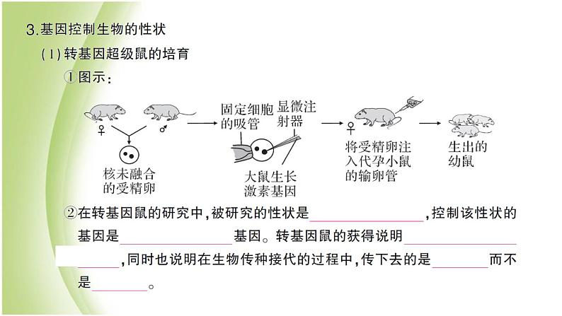 八年级生物下册第七单元生物圈中生命的延续和发展第二章生物的遗传和变异第一节基因控制生物的性状作业课件新人教版03