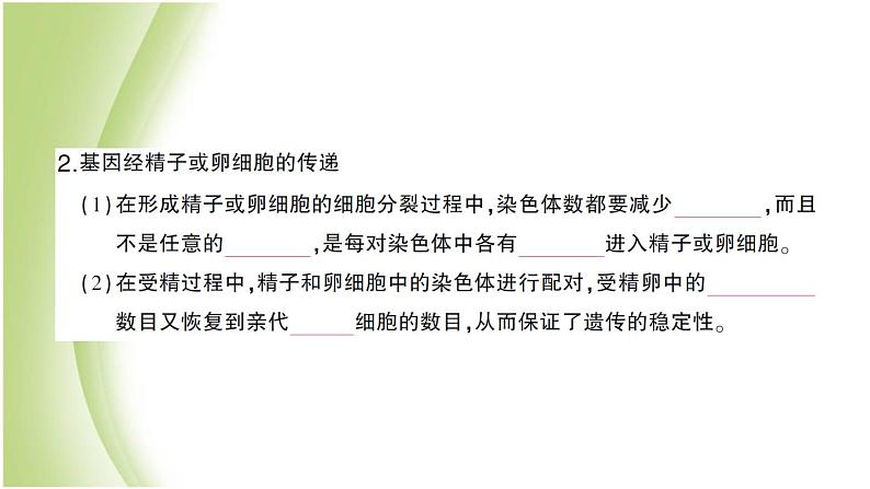 八年级生物下册第七单元生物圈中生命的延续和发展第二章生物的遗传和变异第二节基因在亲子代间的传递作业课件新人教版第4页