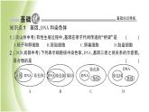 八年级生物下册第七单元生物圈中生命的延续和发展第二章生物的遗传和变异第二节基因在亲子代间的传递作业课件新人教版