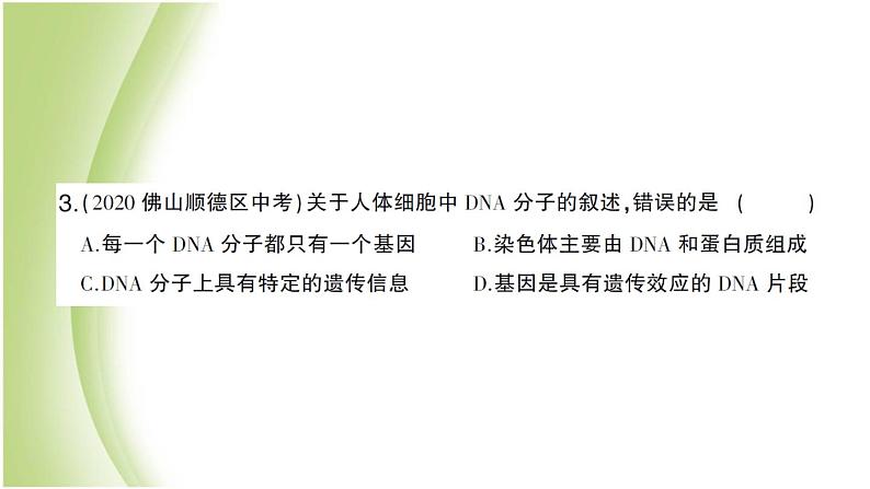 八年级生物下册第七单元生物圈中生命的延续和发展第二章生物的遗传和变异第二节基因在亲子代间的传递作业课件新人教版第6页