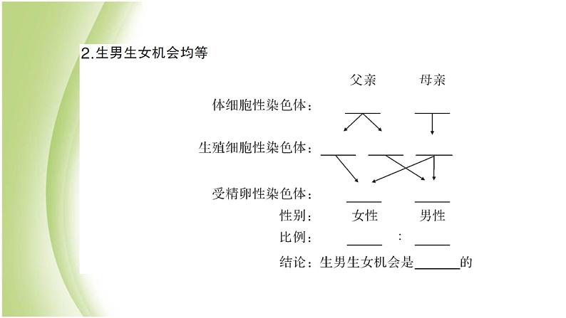 八年级生物下册第七单元生物圈中生命的延续和发展第二章生物的遗传和变异第四节人的性别遗传作业课件新人教版04