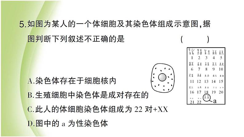 八年级生物下册第七单元生物圈中生命的延续和发展第二章生物的遗传和变异第四节人的性别遗传作业课件新人教版08