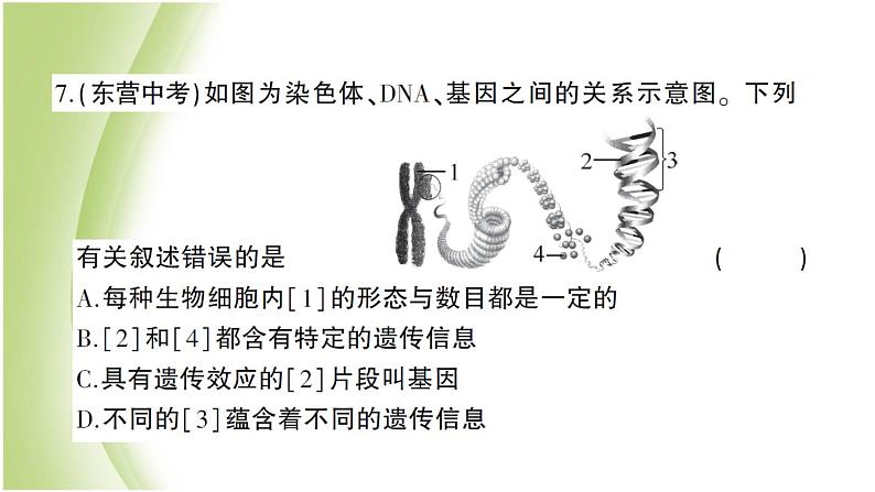 八年级生物下册第七单元生物圈中生命的延续和发展第二章生物的遗传和变异检测卷作业课件新人教版07