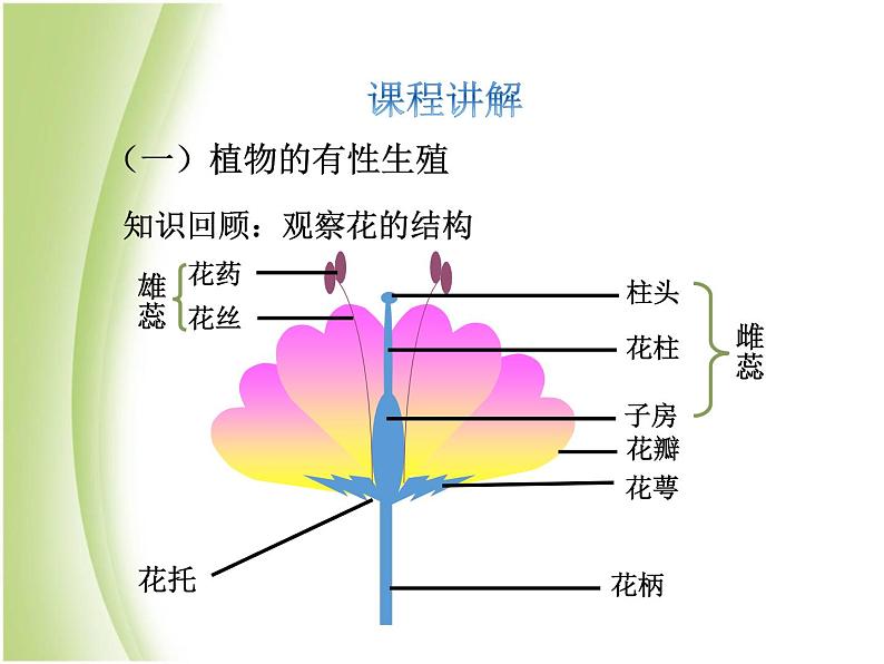 八年级生物下册第七单元生物圈中生命的延续和发展第一章生物的生殖和发育第一节植物的生殖教学课件新人教版05