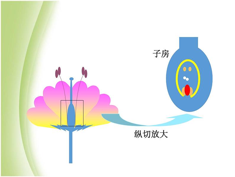 八年级生物下册第七单元生物圈中生命的延续和发展第一章生物的生殖和发育第一节植物的生殖教学课件新人教版06