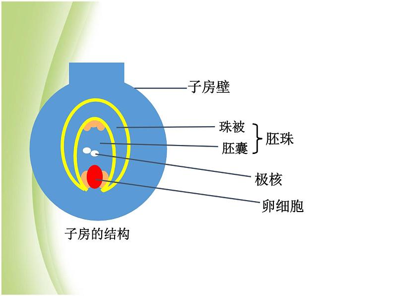 八年级生物下册第七单元生物圈中生命的延续和发展第一章生物的生殖和发育第一节植物的生殖教学课件新人教版07