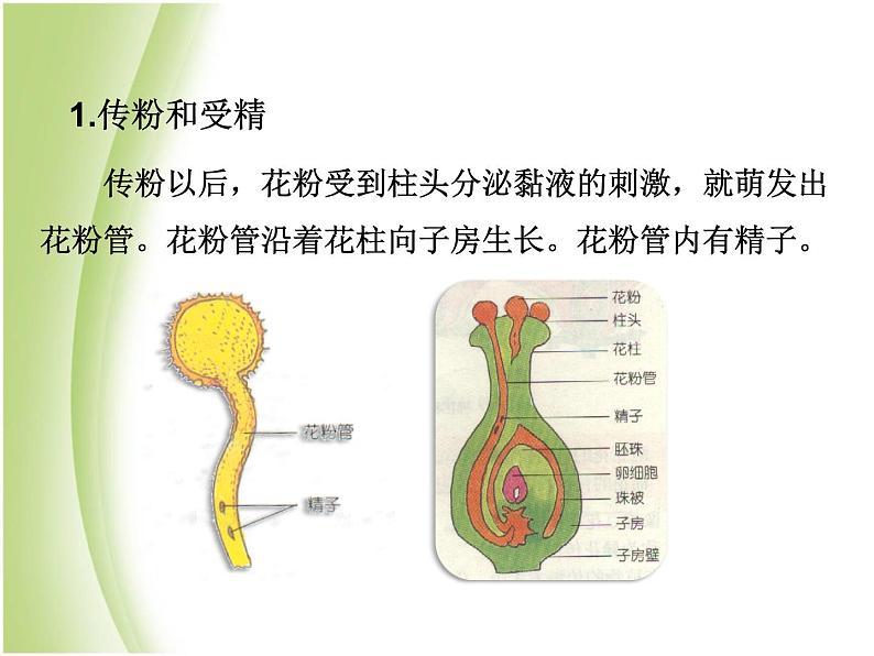 八年级生物下册第七单元生物圈中生命的延续和发展第一章生物的生殖和发育第一节植物的生殖教学课件新人教版08