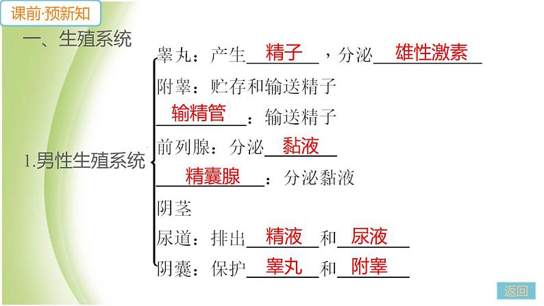 七年级生物下册第四单元生物圈中的人第一章人的由来第二节人的生殖作业课件新人教版05