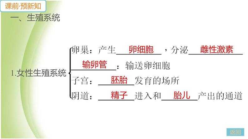 七年级生物下册第四单元生物圈中的人第一章人的由来第二节人的生殖作业课件新人教版06