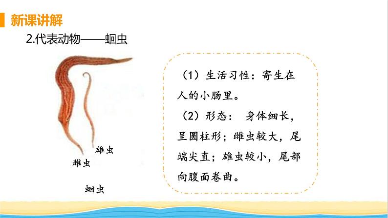 八年级生物上册第五单元生物圈中的其他生物第一章动物的主要类群第二节线形动物和环节动物教学课件新人教版第6页