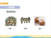 八年级生物上册第五单元生物圈中的其他生物第一章动物的主要类群第三节软体动物和节肢动物教学课件新人教版