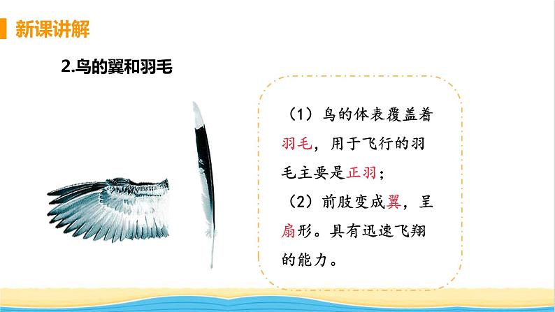 八年级生物上册第五单元生物圈中的其他生物第一章动物的主要类群第六节鸟教学课件新人教版06