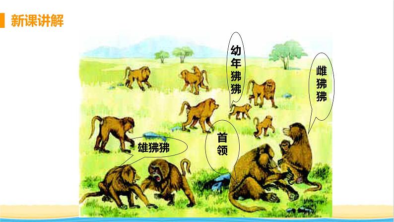 八年级生物上册第五单元生物圈中的其他生物第二章动物的运动和行为第三节社会行为教学课件新人教版08