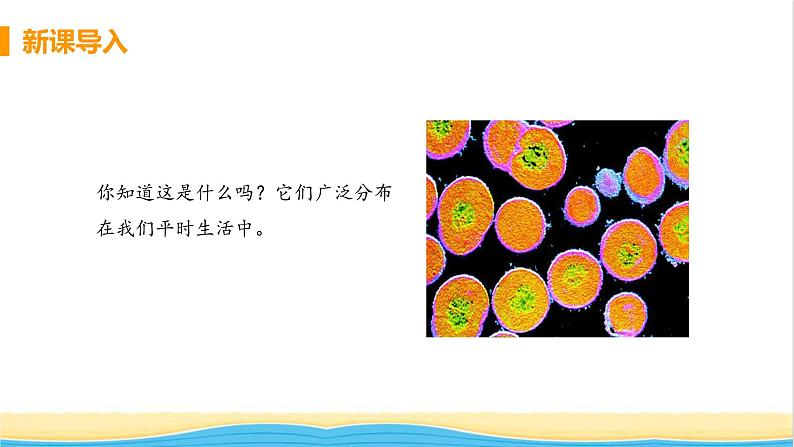 八年级生物上册第五单元生物圈中的其他生物第四章细菌和真菌第一节细菌和真菌的分布教学课件新人教版04