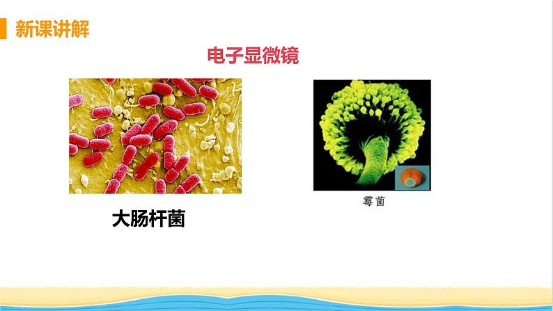 八年级生物上册第五单元生物圈中的其他生物第四章细菌和真菌第一节细菌和真菌的分布教学课件新人教版07