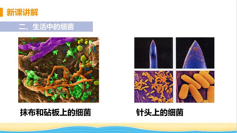 八年级生物上册第五单元生物圈中的其他生物第四章细菌和真菌第一节细菌和真菌的分布教学课件新人教版08