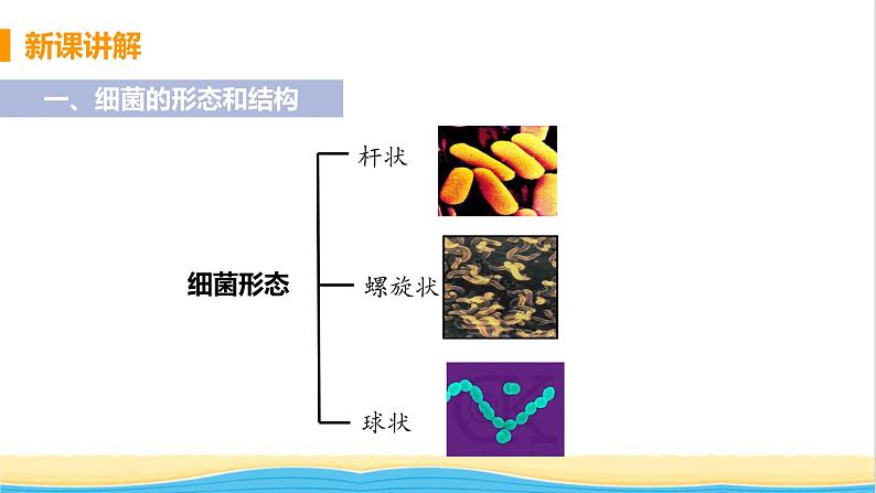 八年级生物上册第五单元生物圈中的其他生物第四章细菌和真菌第二节细菌教学课件新人教版05