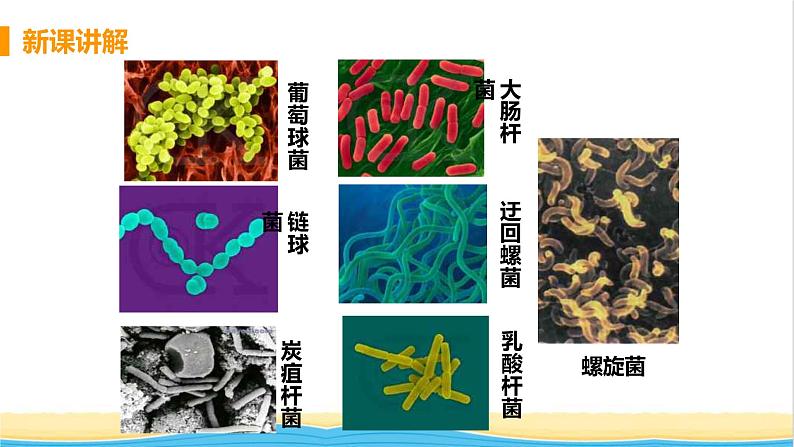 八年级生物上册第五单元生物圈中的其他生物第四章细菌和真菌第二节细菌教学课件新人教版06