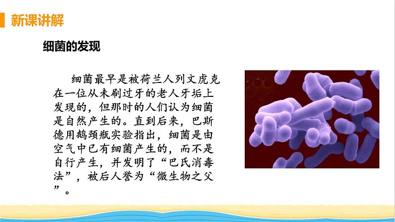 八年级生物上册第五单元生物圈中的其他生物第四章细菌和真菌第二节细菌教学课件新人教版07