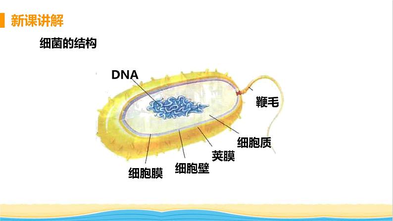 八年级生物上册第五单元生物圈中的其他生物第四章细菌和真菌第二节细菌教学课件新人教版08