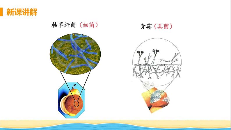 八年级生物上册第五单元生物圈中的其他生物第四章细菌和真菌第四节细菌和真菌在自然界中的作用教学课件新人教版06