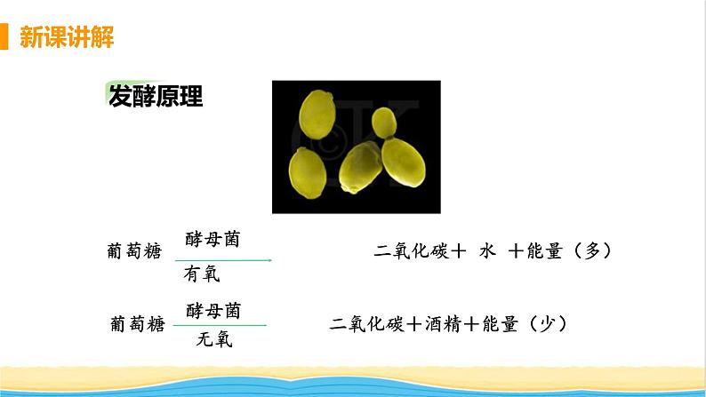 八年级生物上册第五单元生物圈中的其他生物第四章细菌和真菌第五节人类对细菌和真菌的利用教学课件新人教版07