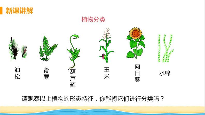 八年级生物上册第六单元生物的多样性及其保护第一章根据生物的特征进行分类第一节尝试对生物进行分类教学课件新人教版第8页