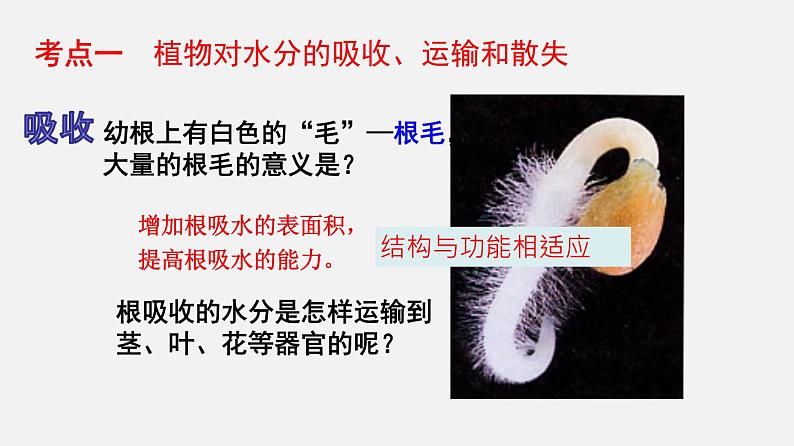 专题06 绿色植物与生物圈的水循环（课件）-2022年中考生物一轮复习讲练测03