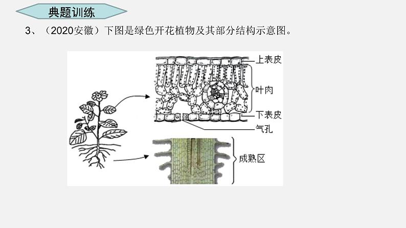 专题06 绿色植物与生物圈的水循环（课件）-2022年中考生物一轮复习讲练测08