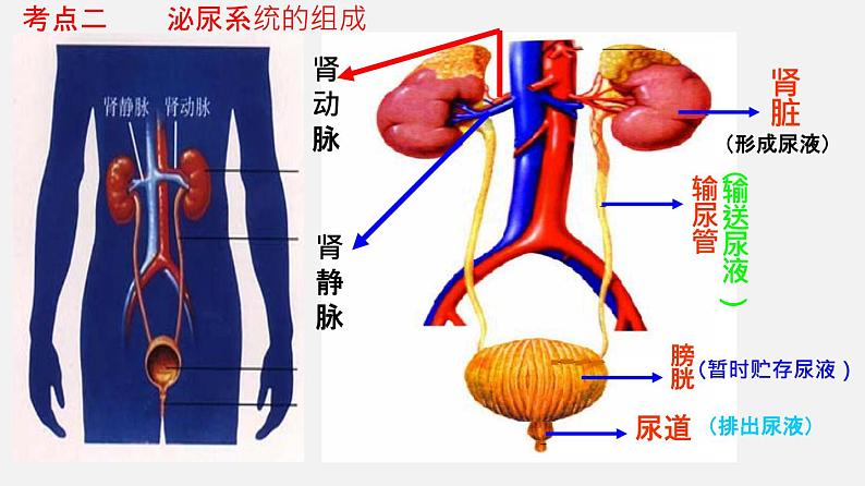 专题13 人体内废物的排出（课件）-2022年中考生物一轮复习讲练测05