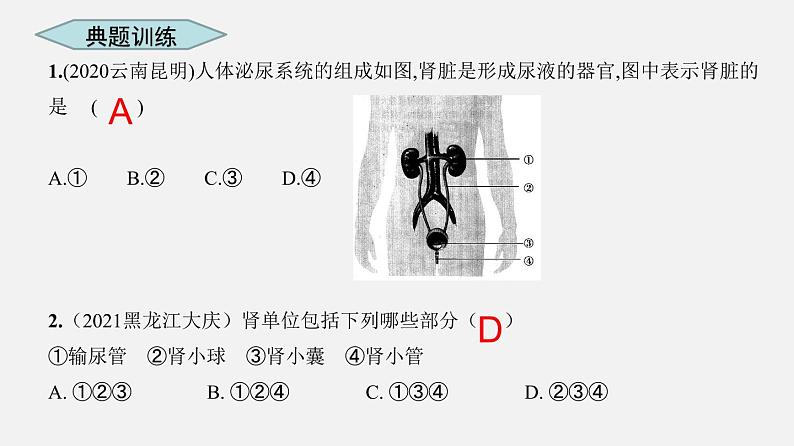 专题13 人体内废物的排出（课件）-2022年中考生物一轮复习讲练测06