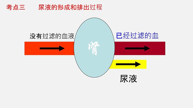 专题13 人体内废物的排出（课件）-2022年中考生物一轮复习讲练测07