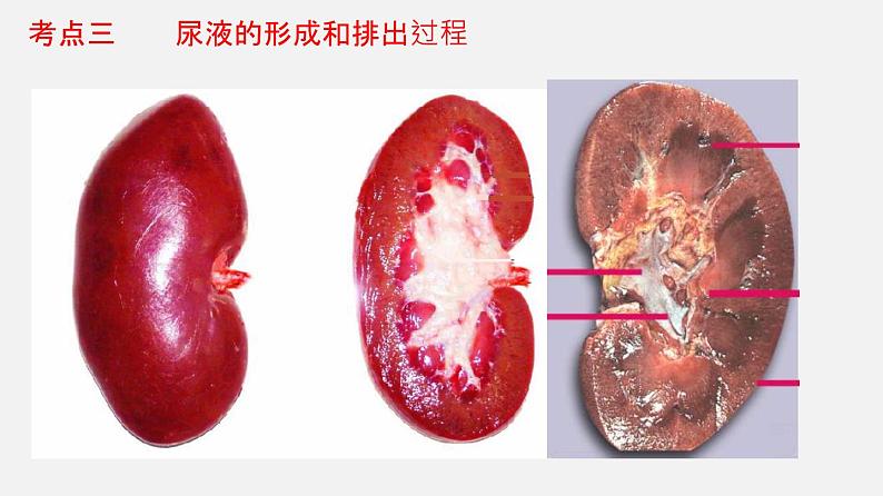 专题13 人体内废物的排出（课件）-2022年中考生物一轮复习讲练测08