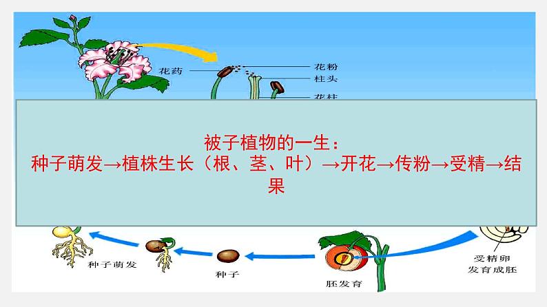 专题05 被子植物的一生（课件）-2022年中考生物一轮复习讲练测03