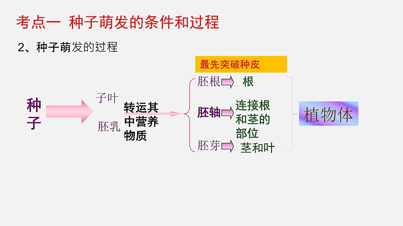 专题05 被子植物的一生（课件）-2022年中考生物一轮复习讲练测08