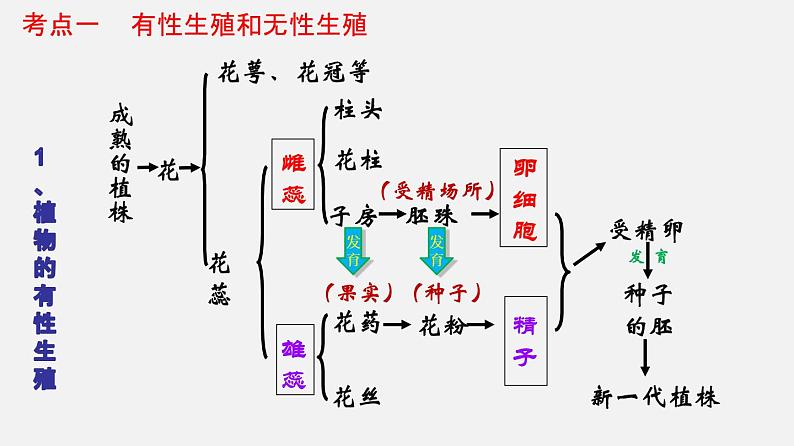 专题19 生物的生殖和发育（课件）-2022年中考生物一轮复习讲练测第4页