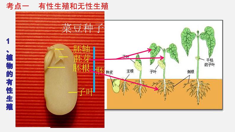 专题19 生物的生殖和发育（课件）-2022年中考生物一轮复习讲练测第5页