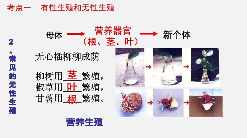 专题19 生物的生殖和发育（课件）-2022年中考生物一轮复习讲练测第7页