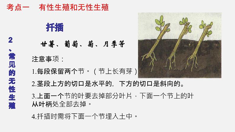 专题19 生物的生殖和发育（课件）-2022年中考生物一轮复习讲练测第8页