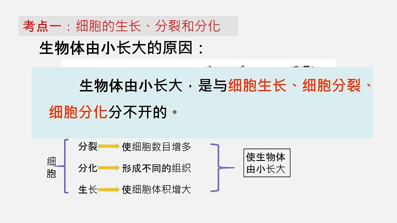 专题03 细胞怎样构成生物体（课件）--2022年中考生物一轮复习讲练测第3页